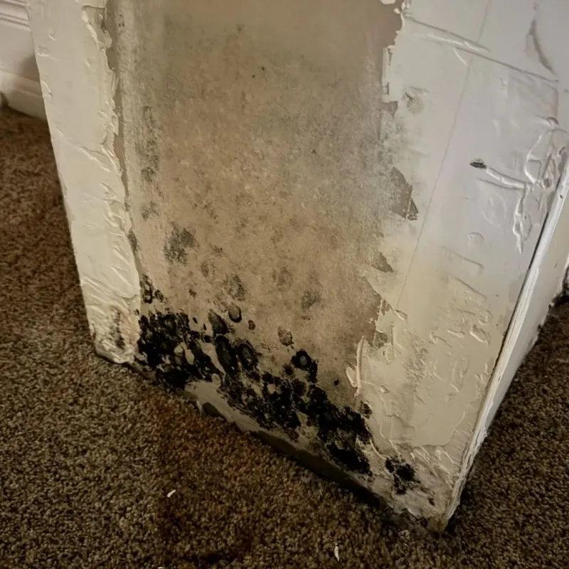 Professional Mold Removal in De Leon, TX